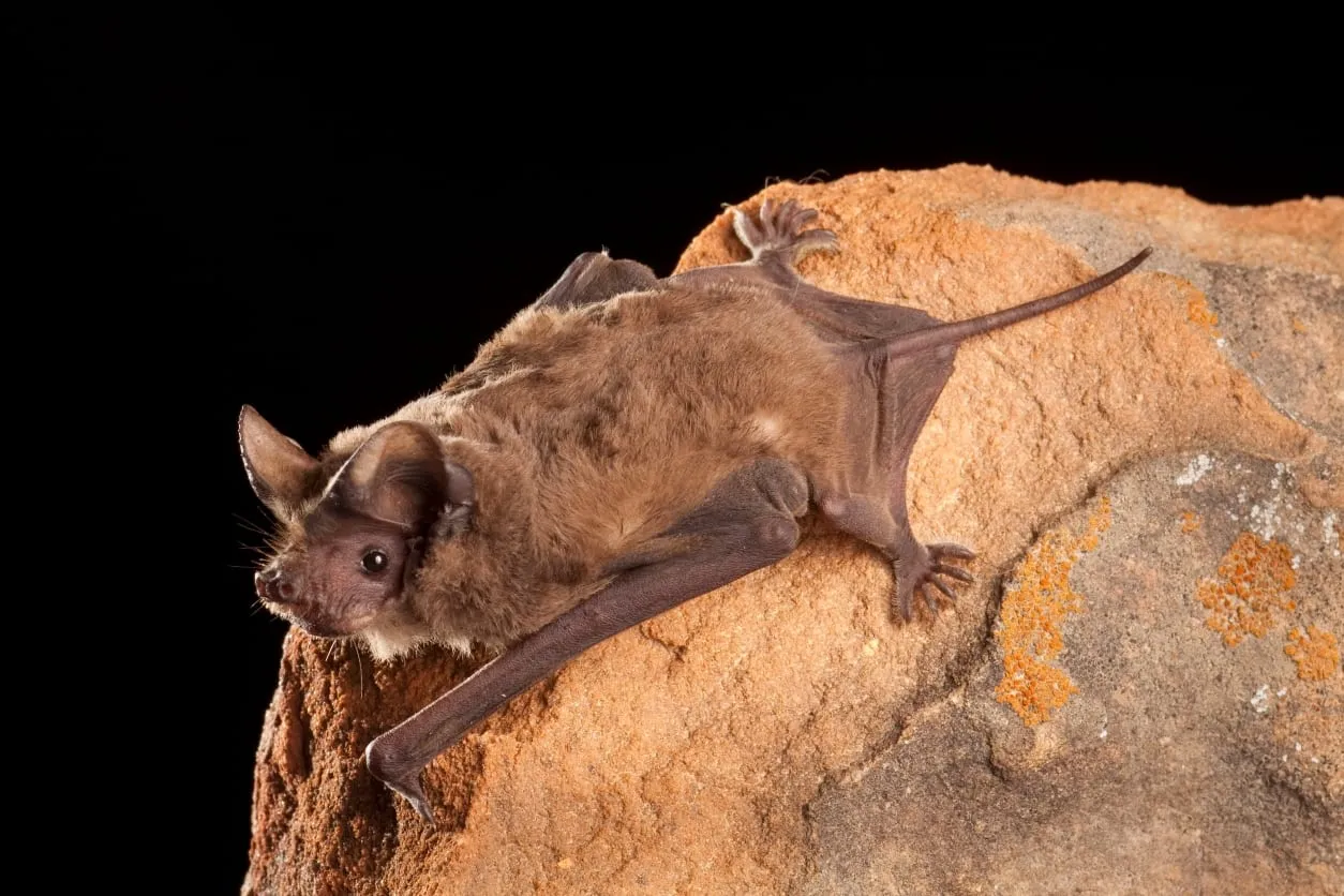 Mexican free-tailed bat (Tadarida brasiliensis): bat blog illustration