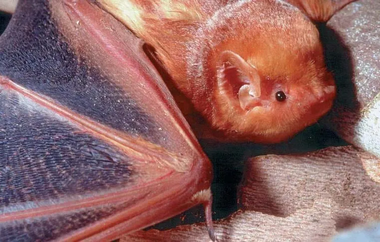 The red bat (Lasiurus borealis): bat blog illustration