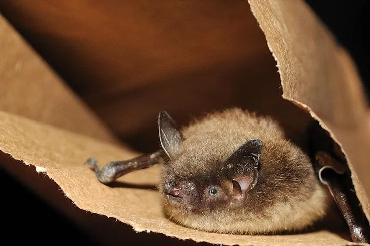 Little brown bat (Myotis lucifugus): bat blog illustration