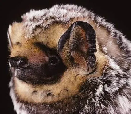 The hoary bat (Lasiurus cinereus): bat blog illustration