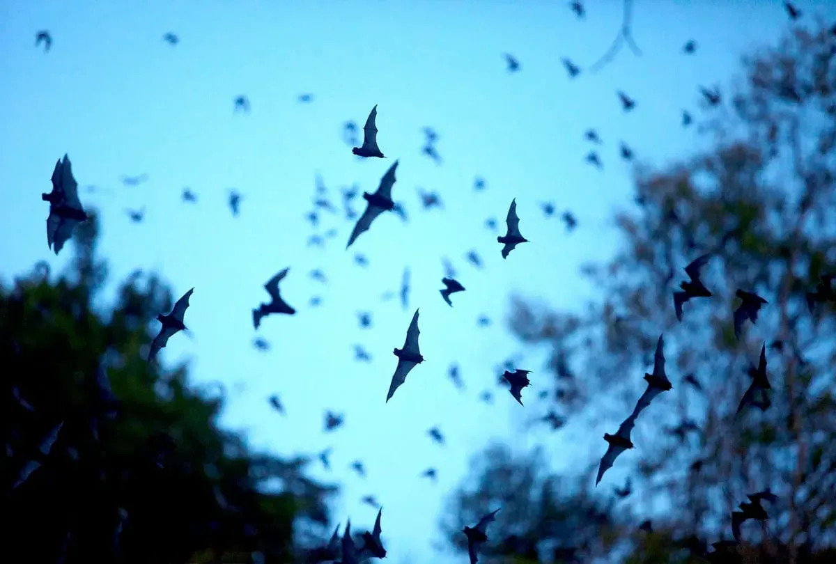 A secret weapon in preventing the next pandemic: Fruit bats: bat blog illustration