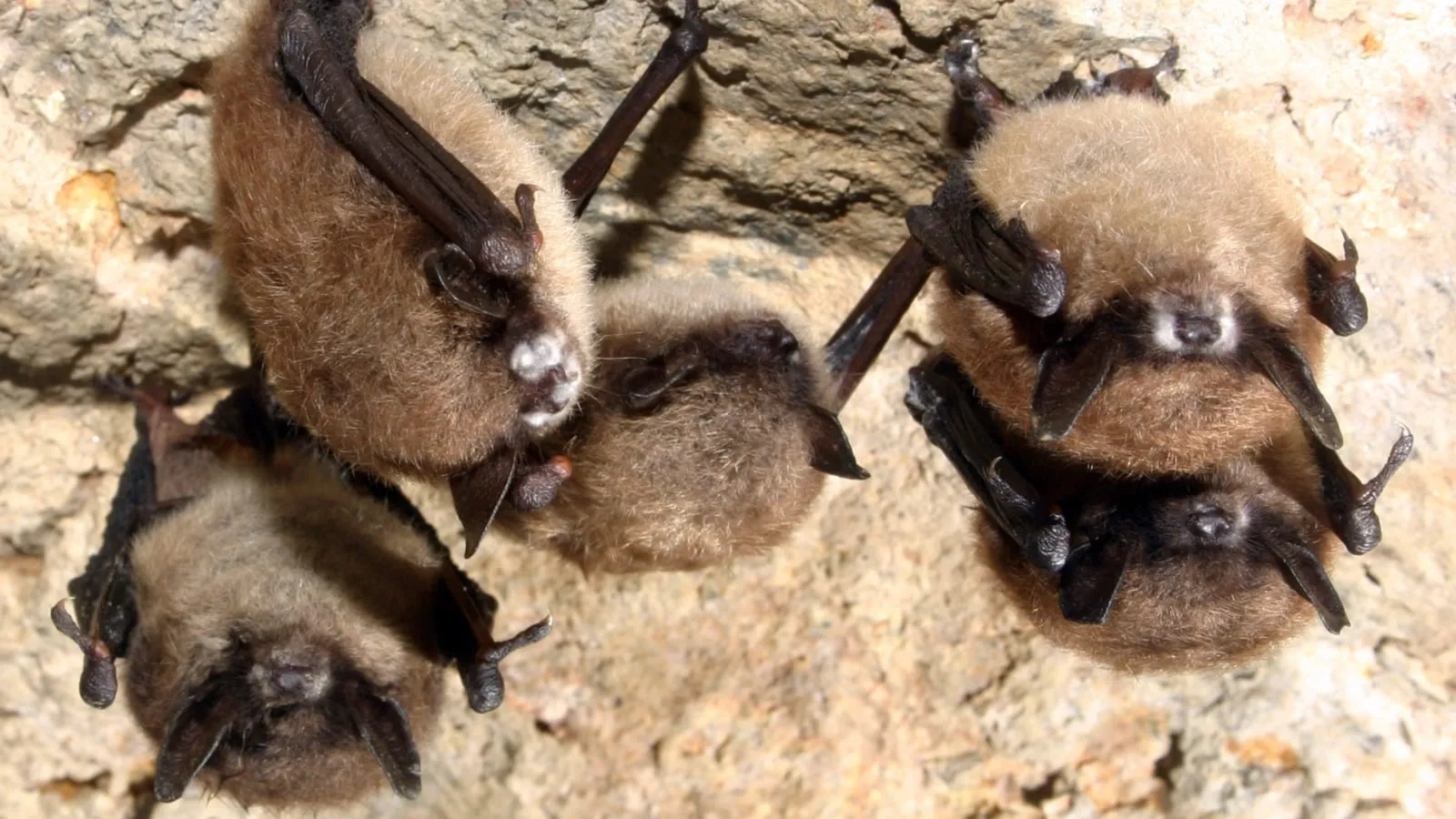 Bat found in Smokies could soon go extinct, Here’s how to aid conservation: bat blog illustration