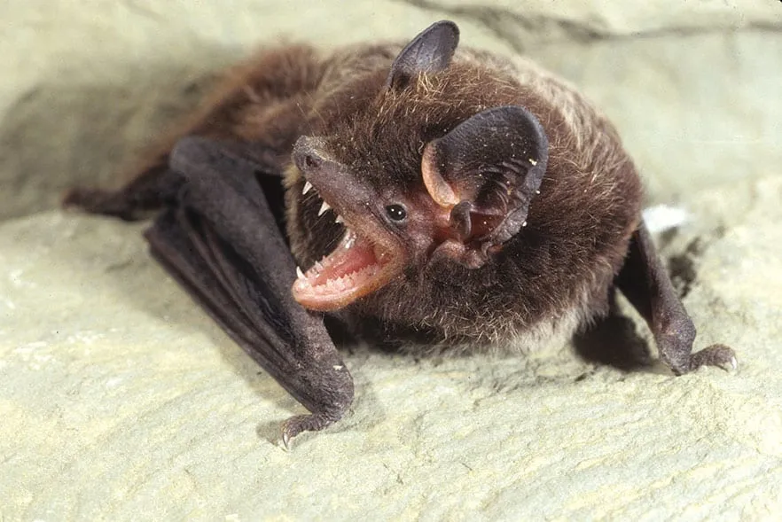 Silver-haired bat (Lasionycteris noctivagans): bat blog illustration